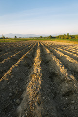 Agricultural field on which grow potatoes.