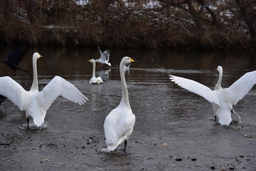 羽を広げた白鳥たち