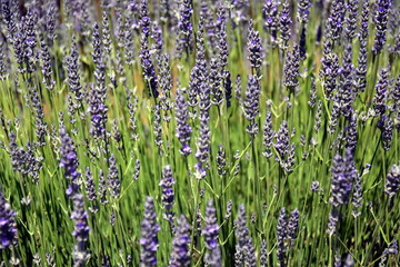 Growing purple lavender flower In a field. Field of mauve purple Lavandula angustifolia most...