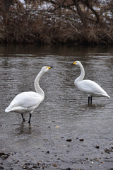 二羽の白鳥