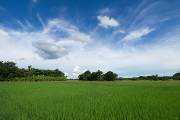 Image of green rice field with blue sky in countryside