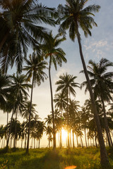 Coconut plant with sunset