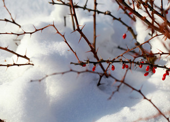 Fototapeta na wymiar barberry bush in a sunny winter day.