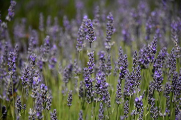 Obraz premium Growing purple lavender flower In a field. Field of mauve purple Lavandula angustifolia most commonly True or English Lavender garden. Lamiaceae.