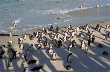 African penguins, The Boulders, South African Republic