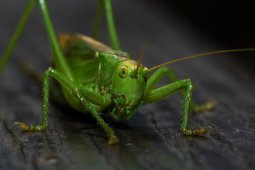 Heuschrecke Makro
