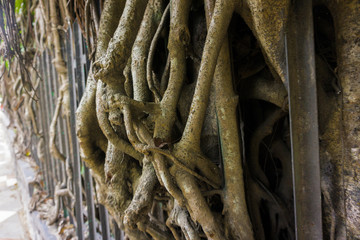 a big ancient tree with big and long dry roots at kebun raya bogor indonesia
