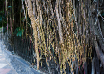a big old tree with big and long dry roots at kebun raya bogor indonesia
