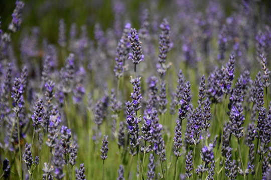 Growing purple lavender flower In a field. Field of mauve purple Lavandula angustifolia most commonly True or English Lavender garden. Lamiaceae. © katacarix