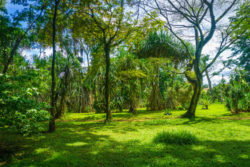 Great landscape with high and big tree completed with green grass photo taken in Kebun Raya Bogor Indonesia