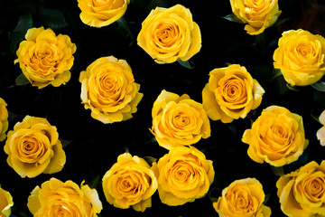 yellow roses on dark. - bunch of yellow roses close up background 