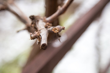 Dry leaves and branches.