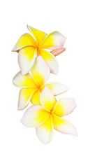 Tropical flower frangipani isolated on white background