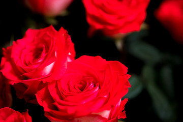 Bouquet of fresh roses, flower bright background. 
red roses shot in shallow DOF.
