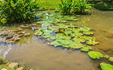 Lotus or water lily on a little pond with green water photo taken in Kebun Raya Bogor Indonesia