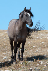 Wild Horse Grulla Gray colored Band Stallion lit up by the afternoon sun on Sykes Ridge in the Pryor Mountains in Montana – Wyoming