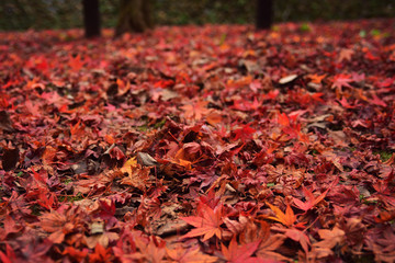 Red autumn leaves on the ground, for background