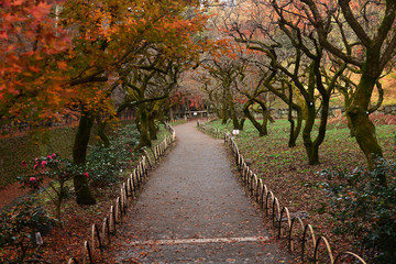 Red Japanese Maple Tree in Autumn Scenery