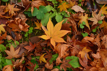 Colorful autumn maple leaf lies on the fall forest floor.