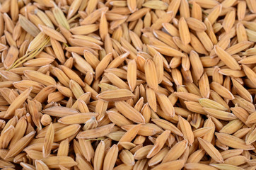 rice seed