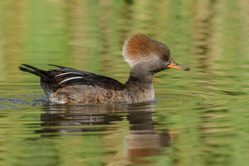 Female Hooded Merganser swimming in lake with hood halfway up