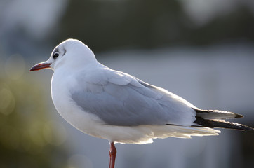 Fototapeta premium ゆりかもめ