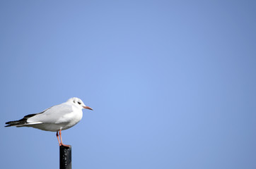 Obraz premium ゆりかもめ