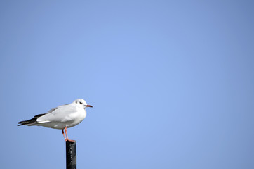ゆりかもめ