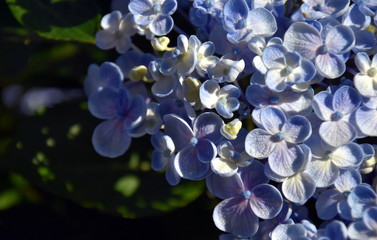 Fototapeta na wymiar Blue mauve Syringa vulgaris (lilac or common lilac) family Oleaceae close up white background. Lilac flowers, spring floral background. Branch of lilac closeup.