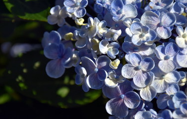 Blue mauve Syringa vulgaris (lilac or common lilac) family Oleaceae close up white background....