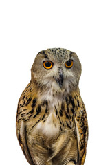 Owl Looking For A Meal