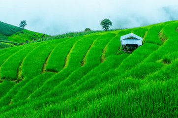 Alone hut in Rice terrace 