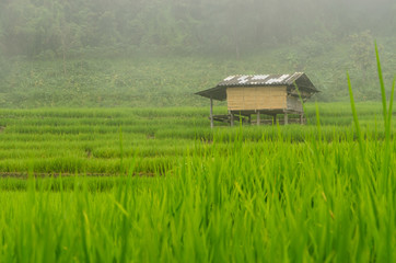 Hut of farm
