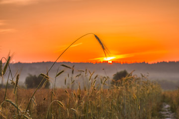 Fototapeta na wymiar Колоски пшеницы и восход солнца в поле.