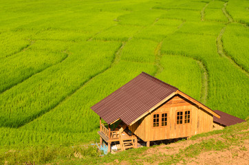 Rice terrace and home