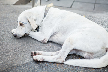 white dog was faking draw eyebrows on street