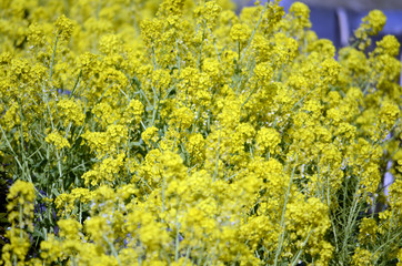 菜の花