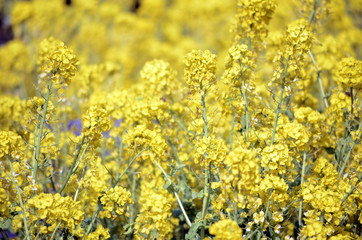 菜の花