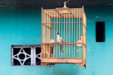 The bird in the The bird in the cage on the background blue wall. Vietnamcage on the background blue wall. Vietnam