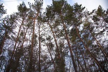 Pine forest in winter.