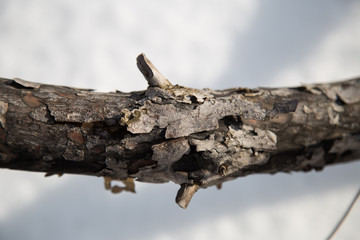 The bark of the pine tree in winter.