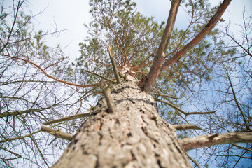 Pine trees, branches of pine trees in winter.