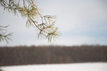 Pine trees, branches of pine trees in winter.