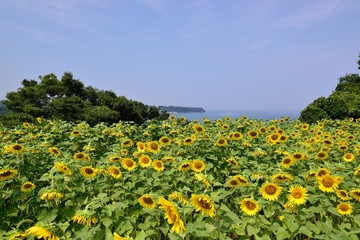 長崎鼻のヒマワリ
