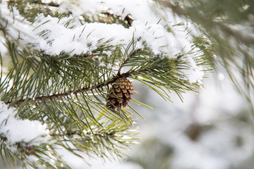 Pine trees, branches of pine trees in winter.