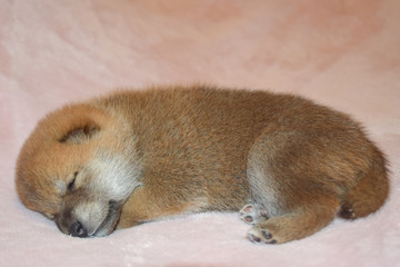 生後20日目
柴犬の赤ちゃん