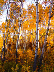 Fototapeta premium aspens