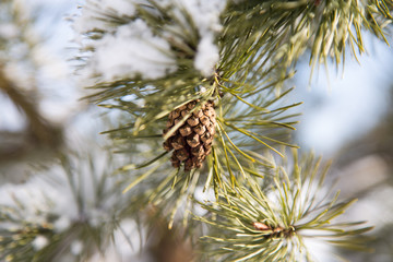 Pine trees, branches of pine trees in winter.