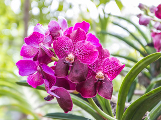 Closeup shot of purple with spot petal vanda orchid flower blooming. 