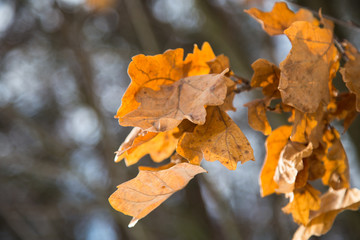 Dry maple leaves.